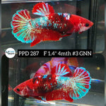 H Live Betta Fish Female Plakat Galaxy Red Koi (PPD-287)