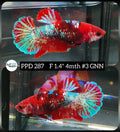 H Live Betta Fish Female Plakat Galaxy Red Koi (PPD-287)