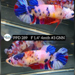 H Live Betta Fish Female Plakat Stardust Koi (PPD-289)