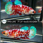 H Live Betta Fish Female Plakat Stardust Koi (PPD-290)