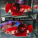 H Live Betta Fish Female Plakat Red Koi (PPD-291)WHAT YOU SEE IS WHAT YOU GET!