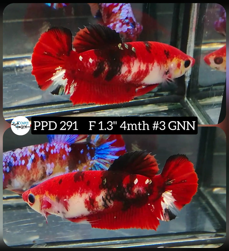 H Live Betta Fish Female Plakat Red Koi (PPD-291)WHAT YOU SEE IS WHAT YOU GET!