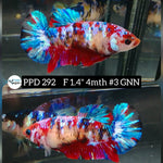 H Live Betta Fish Female Plakat Candy Galaxy Koi (PPD-292)