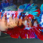 H Live Betta Fish Female Plakat Candy Galaxy Koi (PPD-292)