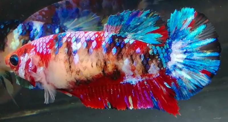 H Live Betta Fish Female Plakat Candy Galaxy Koi (PPD-292)