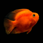 Live Freshwater Aquarium Red Blood Parrot American Hybrid Cichlid (Cichlasoma Sp.)(TROP-100)