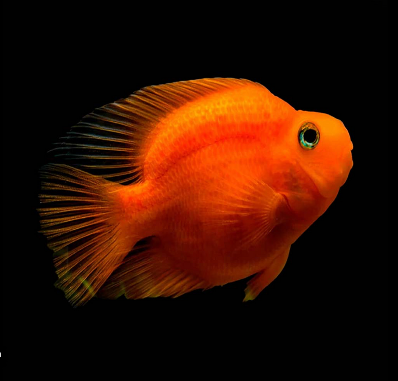 Live Freshwater Aquarium Red Blood Parrot American Hybrid Cichlid (Cichlasoma Sp.)(TROP-100)