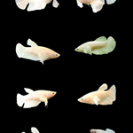 Pegasus White dumbo ear halfmoon Female betta