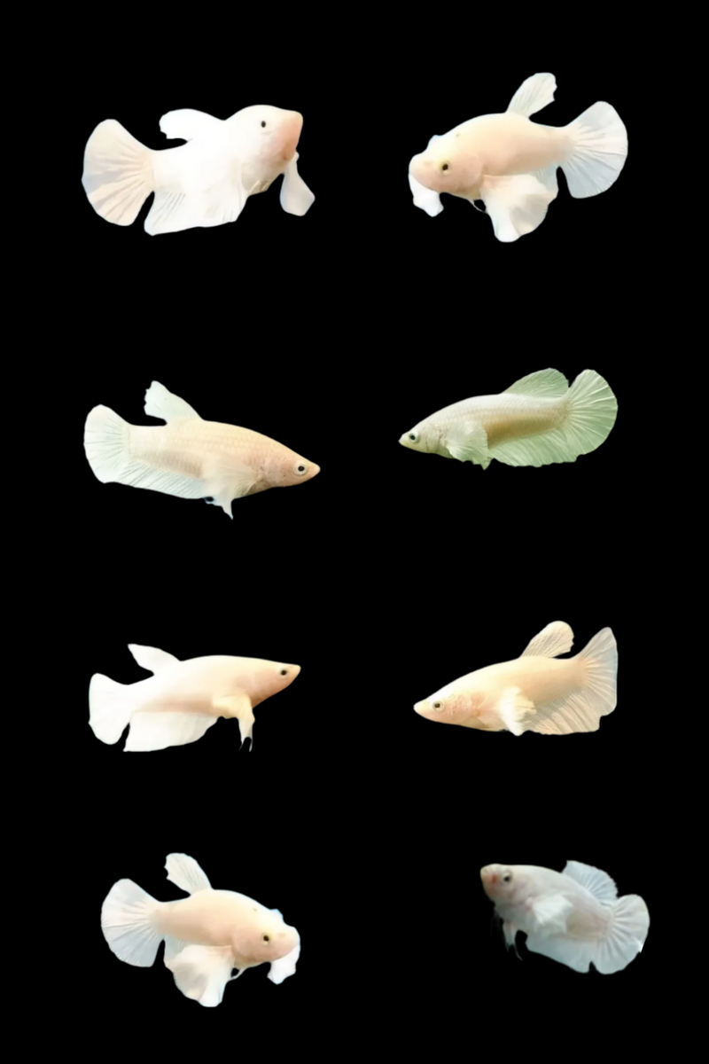 Pegasus White dumbo ear halfmoon Female betta