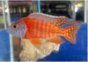 Live Freshwater African Cichlid Albino Red Peacock (CHD-164)U006