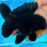Live Fancy Goldfish Premium Select Our Choice Short Body SMALL BREED Black Thai Oranda GROW UP TO 2.5-3.5'' BODY (CGF-027)