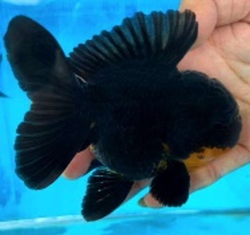 Live Fancy Goldfish Premium Select Our Choice Short Body SMALL BREED Black Thai Oranda GROW UP TO 2.5-3.5'' BODY (CGF-027)