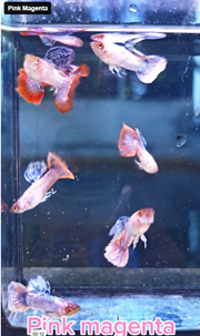 Pink Magenta Guppy
