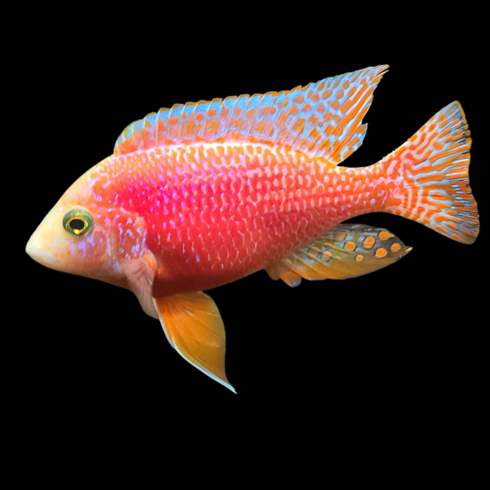 Aulonocara pink 14-15㎝　オス　アフリカンシクリッド 熱帯魚 Albino Pink Peacock Cichlid (Aulonocara Sp. Albino) | CoastGemUSA