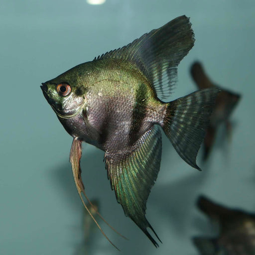 Pinoy Ghost Angelfish