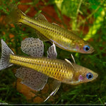 Live Tropical Freshwater Spottted Blue Eye Rainbow FIsh (Pseudomugil gertrudae) R13B02