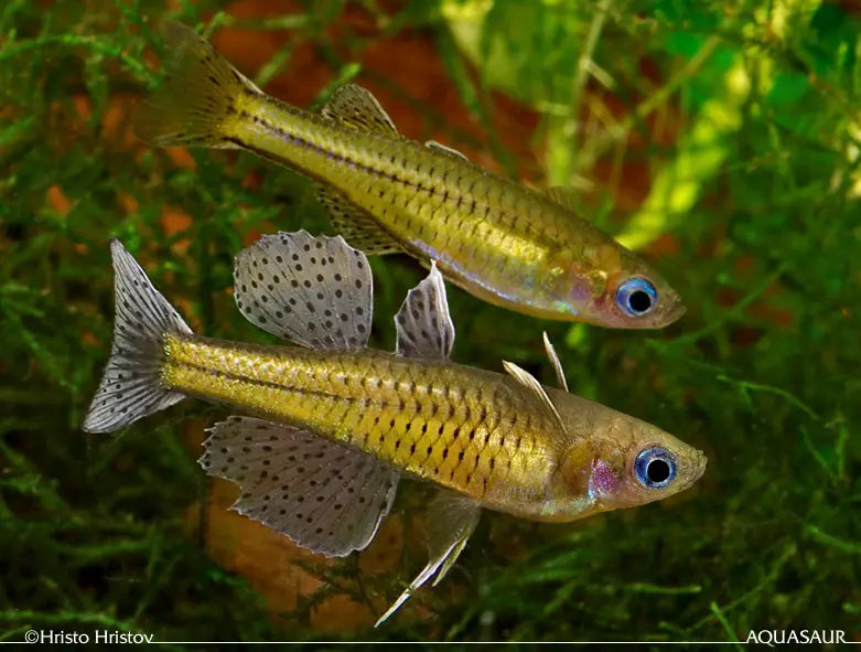 Live Tropical Freshwater Spottted Blue Eye Rainbow FIsh (Pseudomugil gertrudae) R13B02