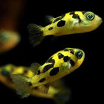 Dwarf Pea Puffer (Carinotetradon travancoricus)
