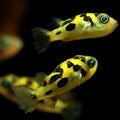 Dwarf Pea Puffer (Carinotetradon travancoricus)