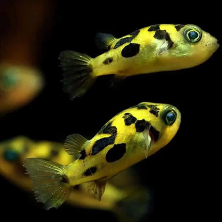 Live Freshwater Puffer Pea Puffer (Carinotetradon travancoricus)