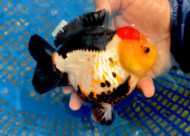 (QGF-JO1058) Thai Jumbo Tri Color Yuanbao Oranda 4.50 inch Body