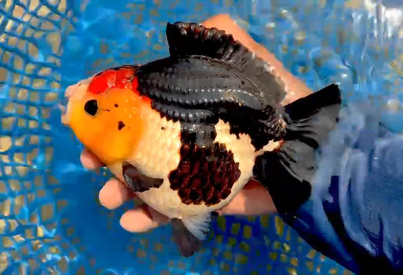 (QGF-JO1064) Thai Jumbo Tri Color Yuanbao Oranda 4.50 inch Body