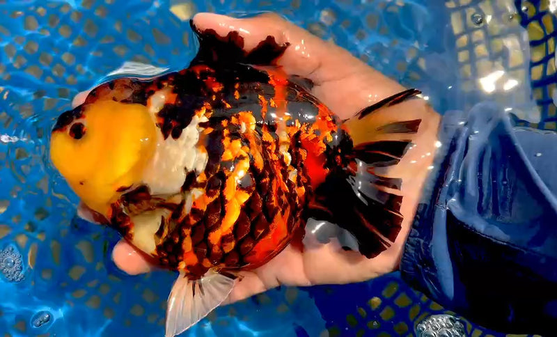 (QGF-JO1066) Thai Jumbo Red Tiger Yuanbao Oranda 4.50 inch Body