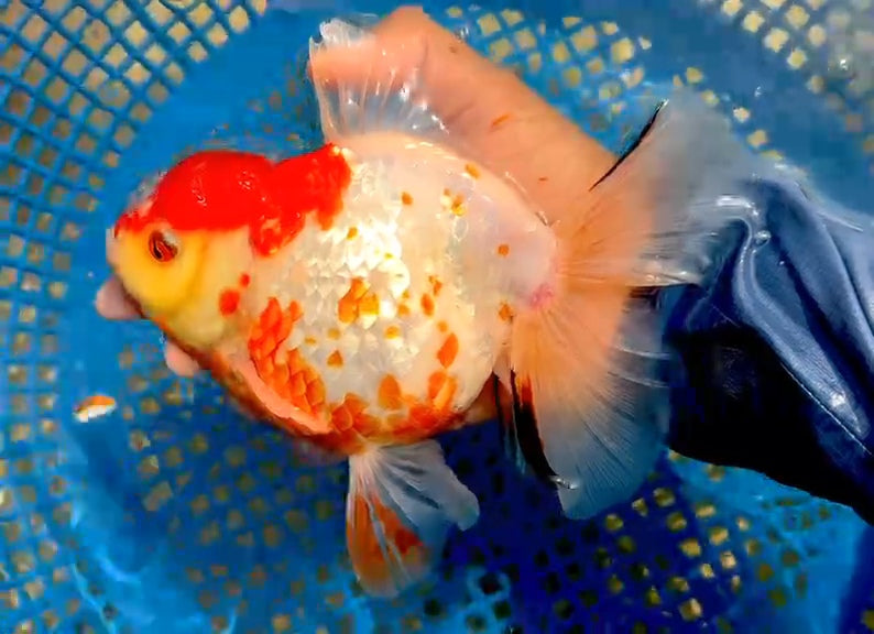 (QGF-JO1069) Thai Jumbo Red/White Orchid Tail Oranda 4.50 inch Body