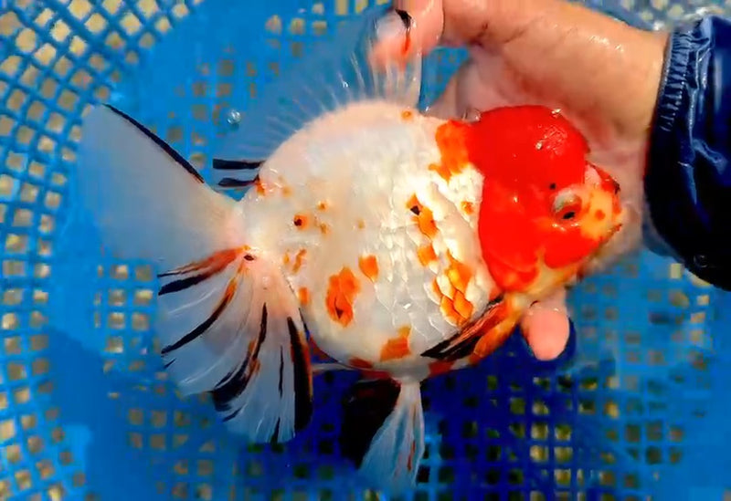 (QGF-JO1071) Thai Jumbo Red Head White Tiger Orchid Tail Oranda 4.50 inch Body