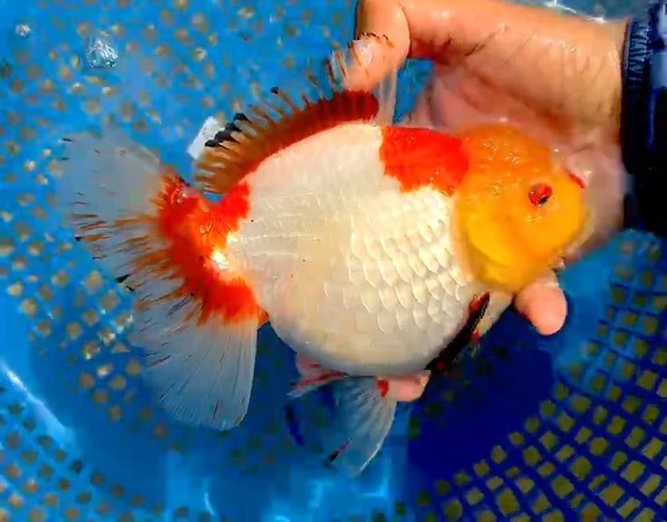 (QGF-JO1073) Thai Jumbo Red/White Orchid Tail Oranda 4.50 inch Body