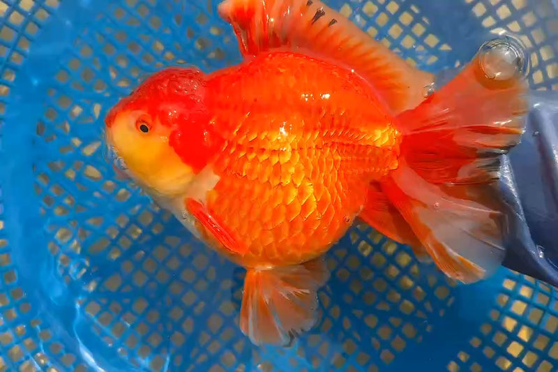 (QGF-JO1074) Thai Jumbo Red/White Orchid Tail Oranda 4.50 inch Body