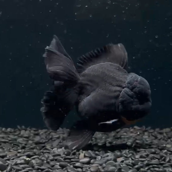 Thai Black Orchid Tail Oranda 4.00 inch Body (QGF-JO1079)SHOWTANK