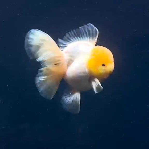 Thai White Orchid Tail Oranda 4.00 inch Body (QGF-JO1081)SHOWTANK
