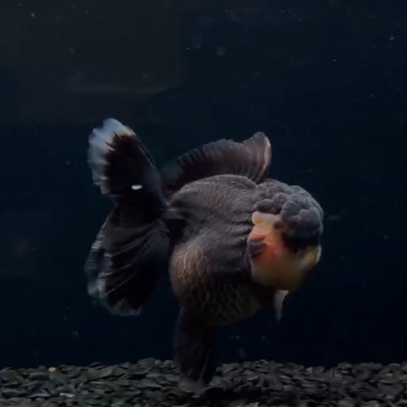 Thai Dark Tri Color Orchid Tail Oranda 4.00 inch Body (QGF-JO1084)SHOWTANK