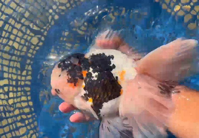 Thai Jumbo Tri Color Orchid Tail Oranda 4.50 inch Body (QGF-JO1118)BLUETUB2 YSHIP
