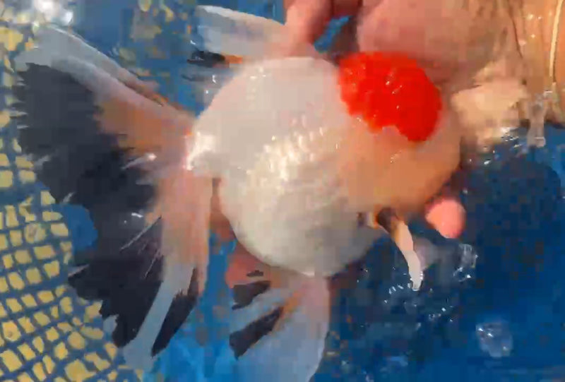Thai Jumbo Tri Color Orchid Tail Oranda 4.50 inch Body (QGF-JO1119)BLUETUB2 YSHIP