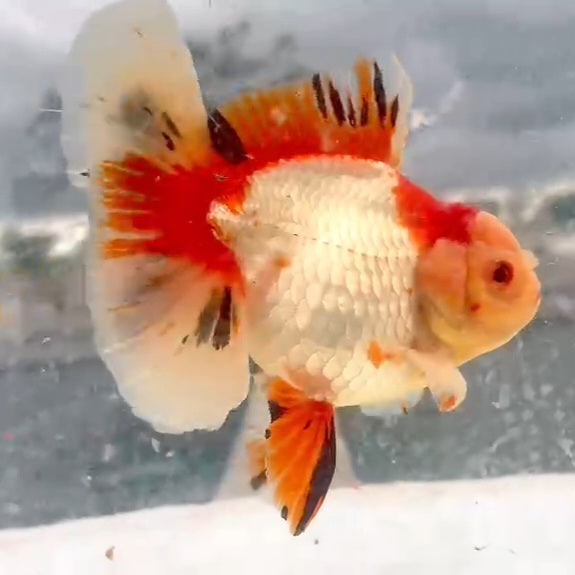 Thai Red/White Orchid Tail Oranda 4.00 inch Body (QGF-JO1211)
