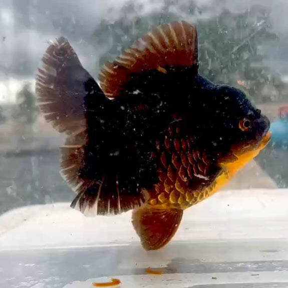 Thai Black Orchid Tail Oranda 4.00 inch Body (QGF-JO1212)