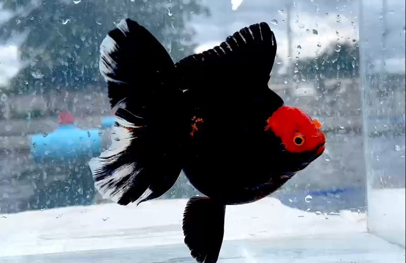 Thai Red Head Black Body Orchid Tail Oranda 4.00 inch Body (QGF-JO1213)