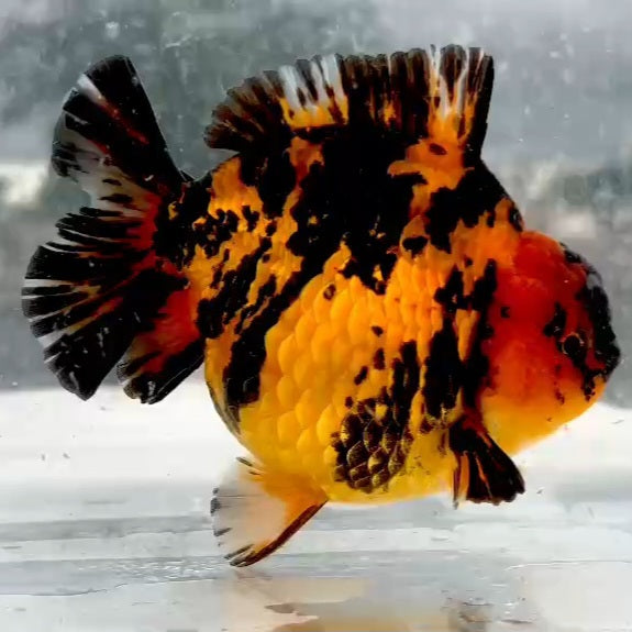 Thai Red Tiger Yuanbao Oranda 4.00 inch Body (QGF-JO1214)