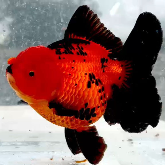 Thai Apache Orchid Tail Oranda 4.00 inch Body (QGF-JO1215)