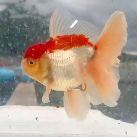 Thai Red/White Orchid Tail Oranda 4.00 inch Body (QGF-JO1216)