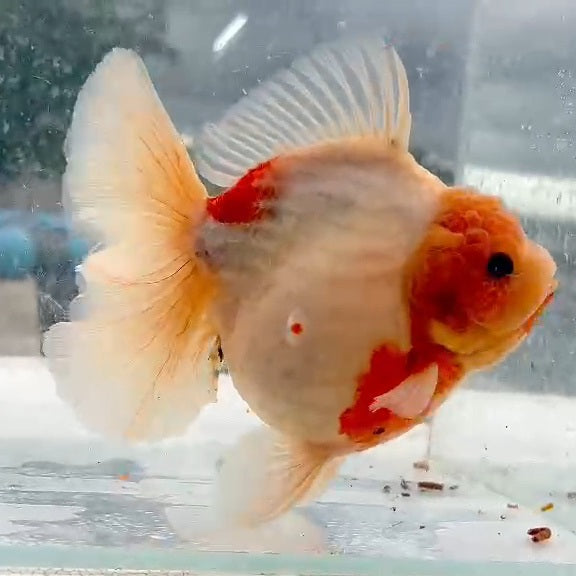 Thai Sakura Calico Orchid Tail Oranda 4.00 inch Body (QGF-JO1217)