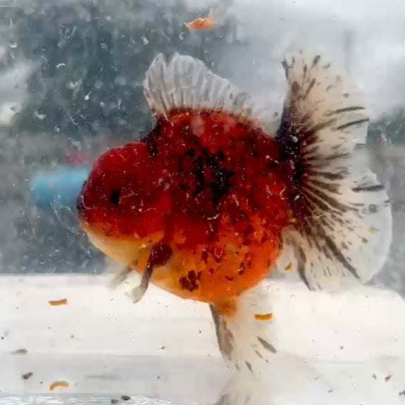 Thai Red Tiger Orchid Tail Oranda 4.00 inch Body (QGF-JO1218)
