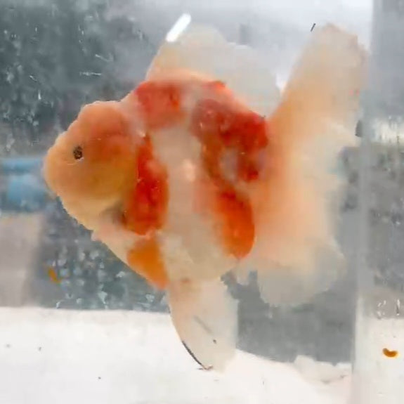 Thai Sakura Calico Orchid Tail Oranda 4.00 inch Body (QGF-JO1219)