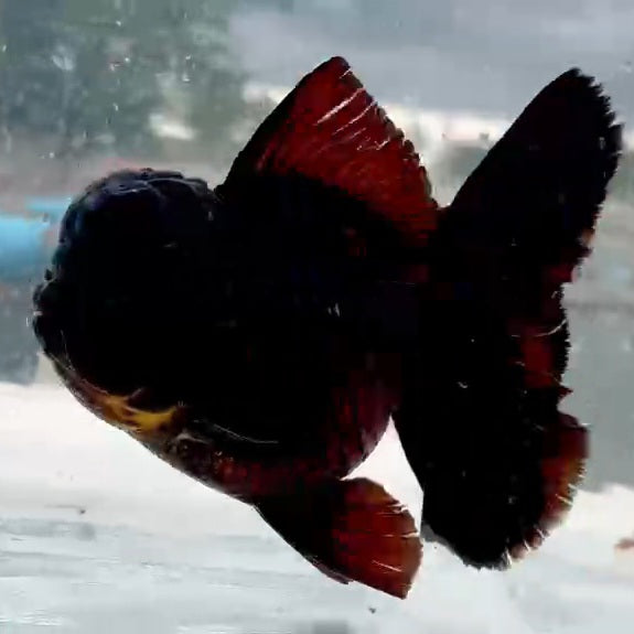 Thai Black Orchid Tail Oranda 4.00 inch Body (QGF-JO1220)