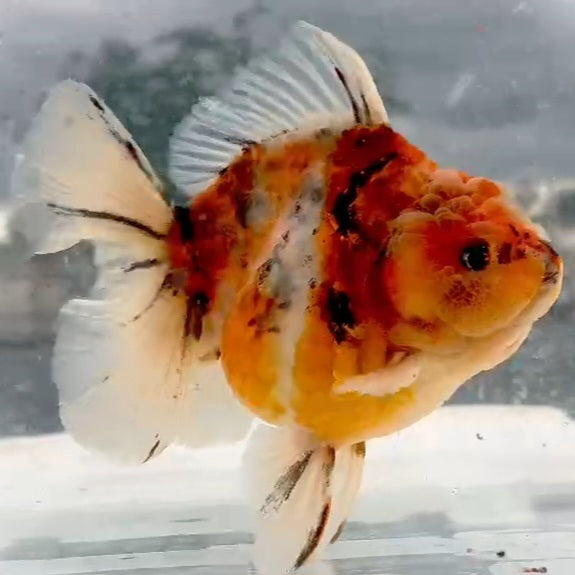 Thai Calico Orchid Tail Oranda 4.00 inch Body (QGF-JO1221)