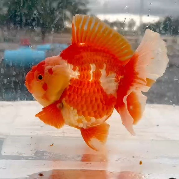 Thai Red/White Yuanbao Oranda 4.00 inch Body (QGF-JO1222)