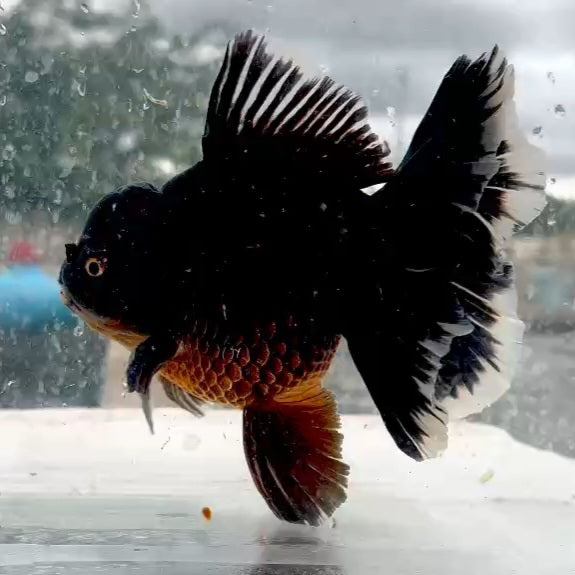 Thai Black Orchid Tail Oranda 4.00 inch Body (QGF-JO1223)