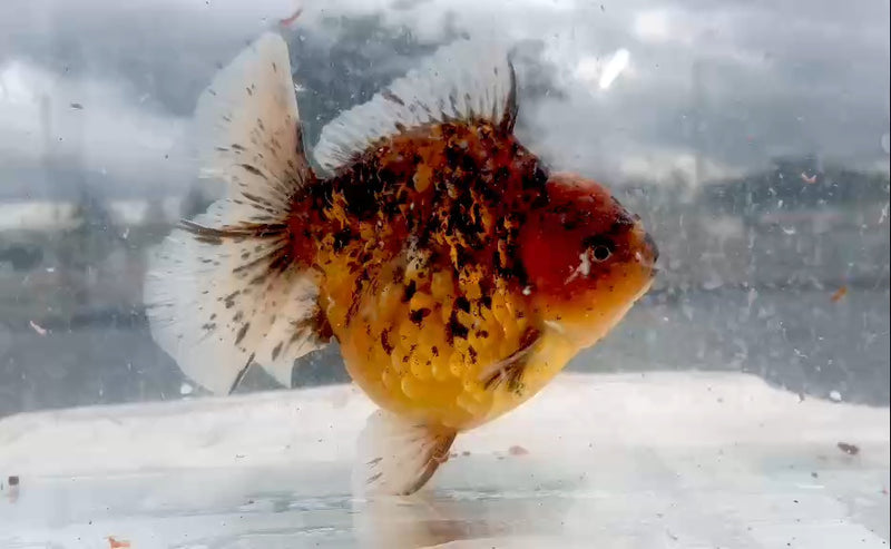 Thai Red Tiger Orchid Tail Oranda 4.00 inch Body (QGF-JO1224)